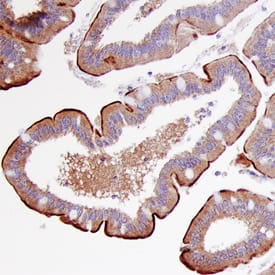 Meprin  beta Subunit/MEP1B antibody in Human Intestine by Immunohistochemistry (IHC-P).