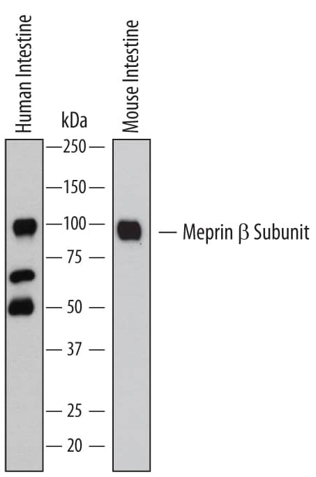 Detection of Human and Mouse Meprin  beta Subunit/ MEP1B antibody by Western Blot.