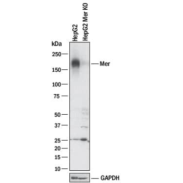 Western Blot Shows Human Mer Antibody Specificity by Using Knockout Cell Line.