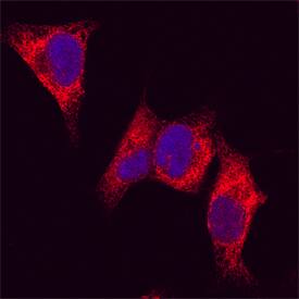 Metadherin antibody in HeLa Human Cell Line by Immunocytochemistry (ICC).