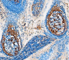 Midkine antibody in Mouse Embryo by Immunohistochemistry (IHC-P).
