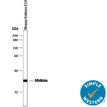 Detection of Human and Mouse Midkine antibody by Simple WesternTM.