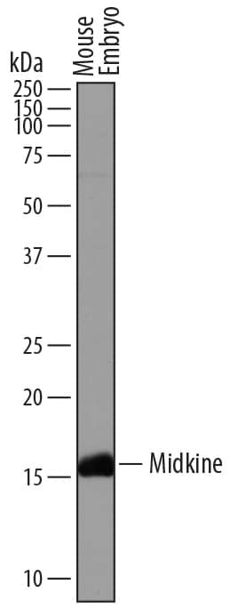 Detection of Mouse Midkine antibody by Western Blot.