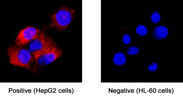 Midkine antibody in HepG2 human hepatocellular carcinoma cell line by Immunocytochemistry (ICC).