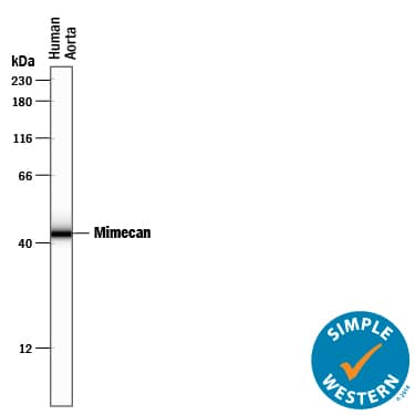 Detection of Human Mimecan antibody by Simple WesternTM.