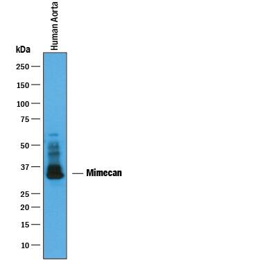 Detection of Human Mimecan antibody by Western Blot.