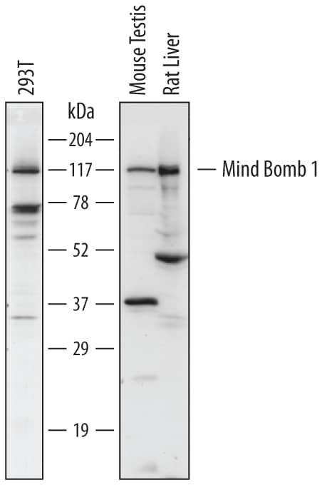 Detection of Human, Mouse, and Rat Mind Bomb 1/MIB1 antibody by Western Blot.