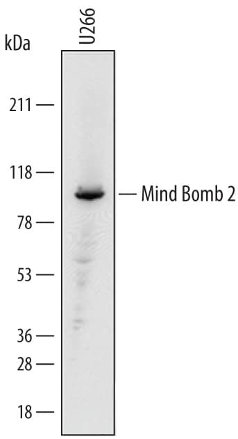 Detection of Human Mind Bomb 2/MIB2 antibody by Western Blot.