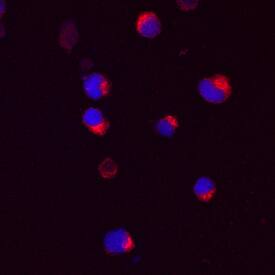 Mind Bomb 2/MIB2 antibody in U266 Human Cell Line by Immunocytochemistry (ICC).