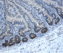 Musashi-1 antibody in Human Intestine by Immunohistochemistry (IHC-P).
