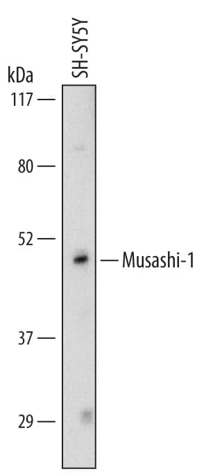 Detection of Human Musashi-1 antibody by Western Blot.