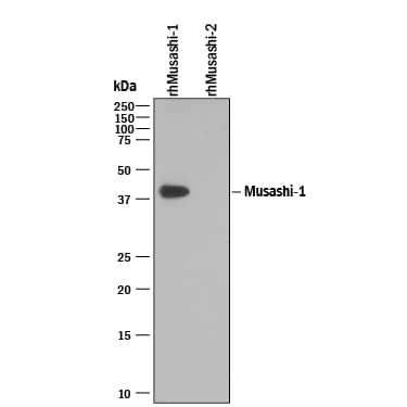 Detection of Recombinant Human Musashi-1 antibody by Western Blot.