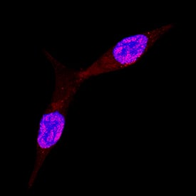 Mxi1 antibody in LNCaP Human Cell Line by Immunocytochemistry (ICC).