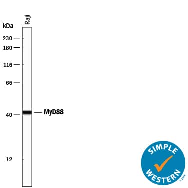 Detection of Human MyD88 antibody by Simple WesternTM.