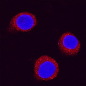 MyD88 antibody in RAW 264 by Immunocytochemistry (ICC).7 Mouse Cell Line by Immunocytochemistry (ICC).