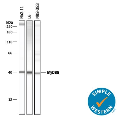 Detection of Rat MyD88 antibody by Simple WesternTM.