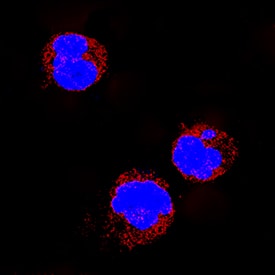 MyD88 antibody in Raji Human Cell Line by Immunocytochemistry (ICC).