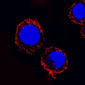 MyD88 antibody in RAW 264 by Immunocytochemistry (ICC).7 Mouse Cell Line by Immunocytochemistry (ICC).