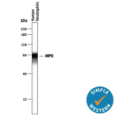 Detection of Human Myeloperoxidase/MPO antibody by Simple WesternTM.
