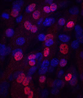 Myogenin antibody in C2C12 Mouse Cell Line by Immunocytochemistry (ICC).