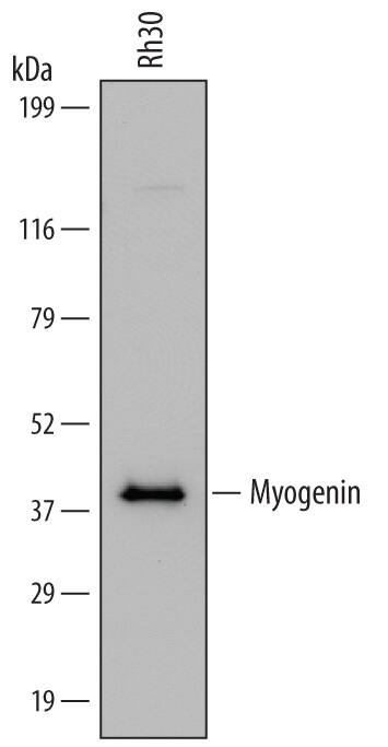 Detection of Human Myogenin antibody by Western Blot.