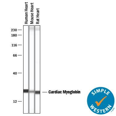 Detection of Human, Mouse, and Rat Myoglobin antibody by Simple WesternTM.