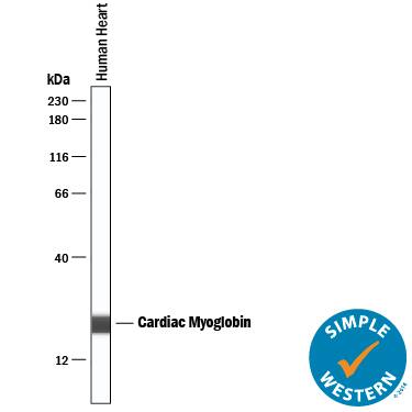 Detection of Human Myoglobin antibody by Simple WesternTM.