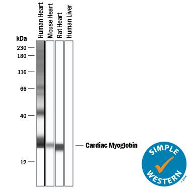 Detection of Human, Mouse, and Rat Myoglobin antibody by Simple WesternTM.