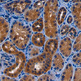 NAALADase-like 2/NAALADL2 antibody in Human Kidney by Immunohistochemistry (IHC-P).