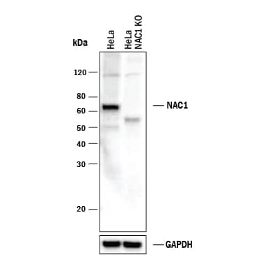 Western Blot Shows Human NAC1 Antibody Specificity by Using Knockout Cell Line.