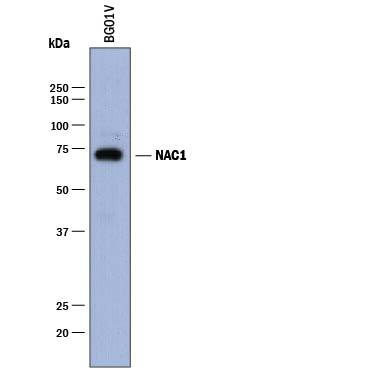 Detection of Human NAC1 antibody by Western Blot.