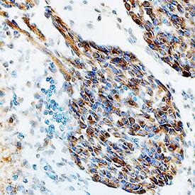 NAC1 antibody in Mouse Embryo by Immunohistochemistry (IHC-Fr).