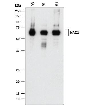 Detection of Mouse NAC1 antibody by Western Blot.