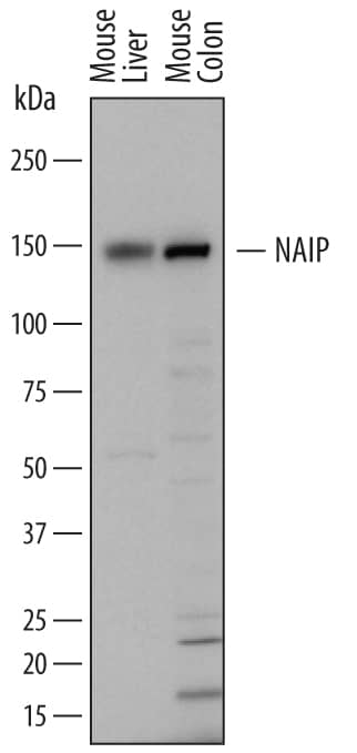 Detection of Mouse NAIP antibody by Western Blot.