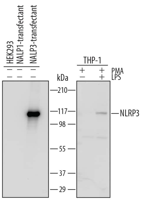 Detection of Human NLRP3/NALP3 antibody by Western Blot.