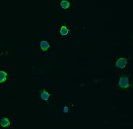 NLRP3/NALP3 antibody in Jurkat Human Cell Line by Immunocytochemistry (ICC).