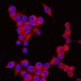 Human/Mouse NLRP3/NALP3 Antibody (MAB7578) by R&D Systems, Part of Bio ...