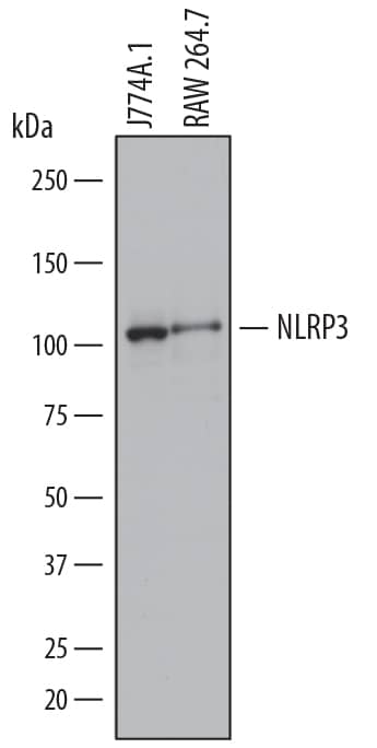 Detection of Mouse NLRP3/NALP3 antibody by Western Blot.