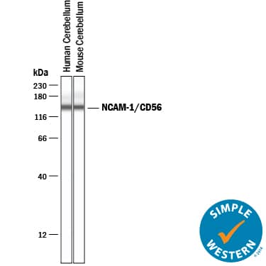 Detection of Human and Mouse NCAM-1/CD56 antibody by Simple WesternTM.