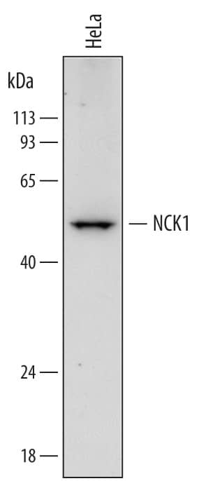 Detection of Human NCK1 antibody by Western Blot.