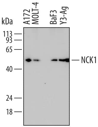 Detection of Human, Mouse, and Rat NCK1 antibody by Western Blot.