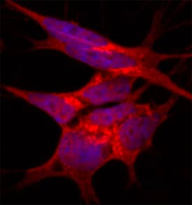 NDFIP1 antibody in SH-SY5Y Human Cell Line by Immunocytochemistry (ICC).