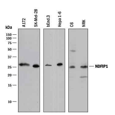 Detection of Human, Mouse, and Rat NDFIP1 antibody by Western Blot.