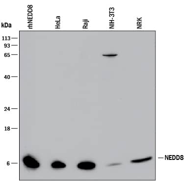 Detection of Human, Mouse, and Rat NEDD8 antibody by Western Blot.