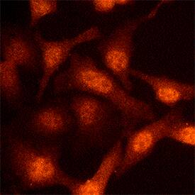 NEDD8 antibody in HeLa Human Cell Line by Immunocytochemistry (ICC).