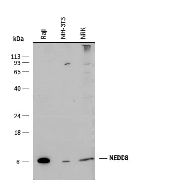 Detection of Human, Mouse, and Rat NEDD8 antibody by Western Blot.