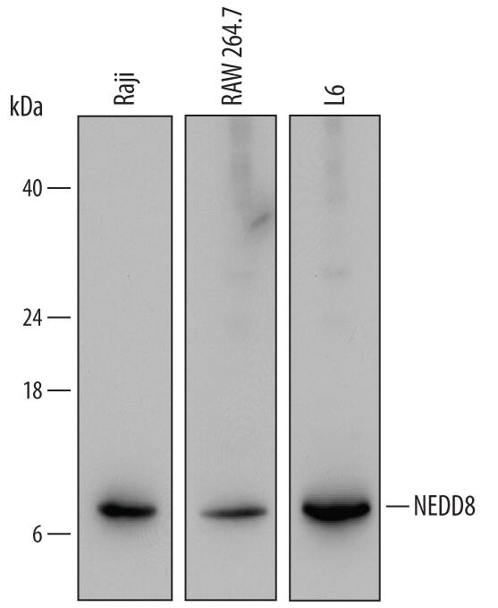 Detection of Human, Mouse, and Rat NEDD8 antibody by Western Blot.