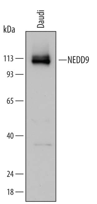 Detection of Human NEDD9/CASL antibody by Western Blot.