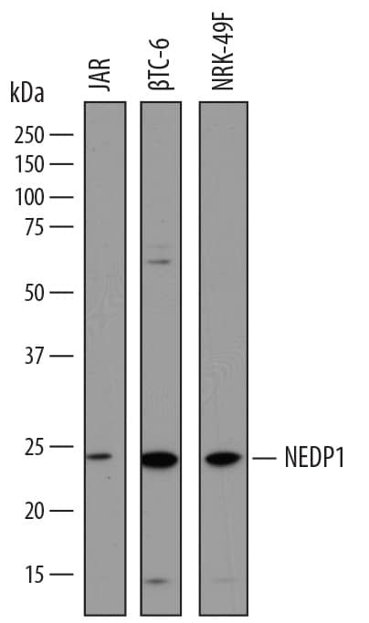 Detection of Human, Mouse, and Rat NEDP1/SENP8 antibody by Western Blot.