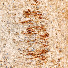 NELL1 antibody in Mouse Embryo by Immunohistochemistry (IHC-Fr).